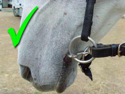 bit-in-mouth-rings-up-and-down-001.jpg bit-in-mouth-rings-up-and-down-001.jpg